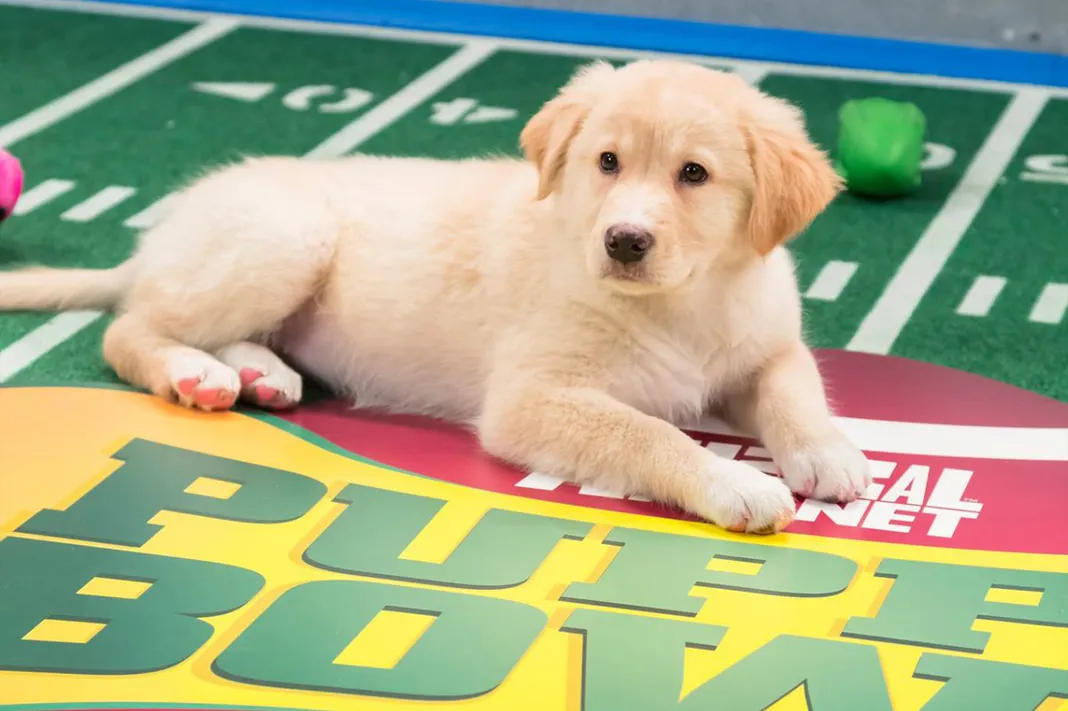 Puppy Bowl, Animal Planet