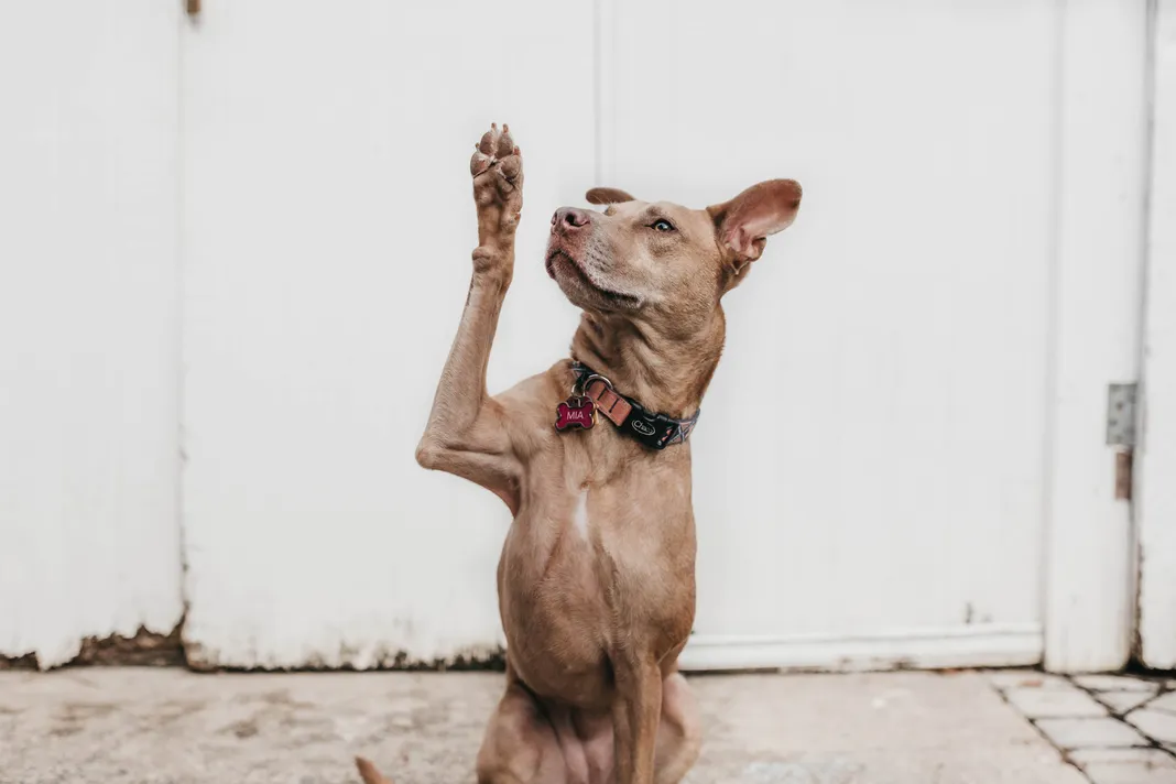 Brown dog raising hand