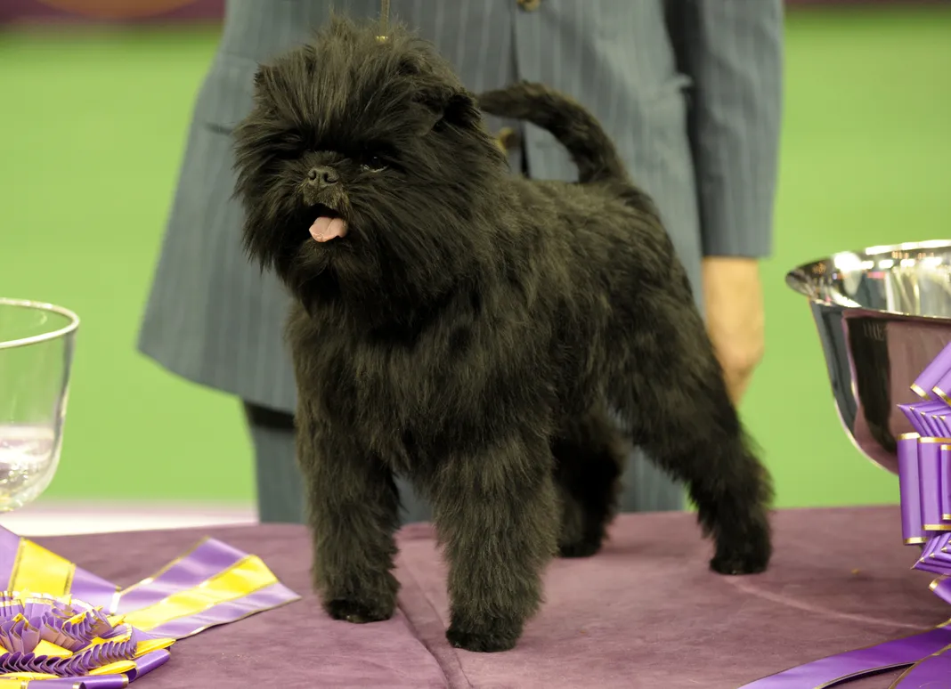 GremlinFaced Banana Joe Wins Westminster Dog Show (2013/02/13