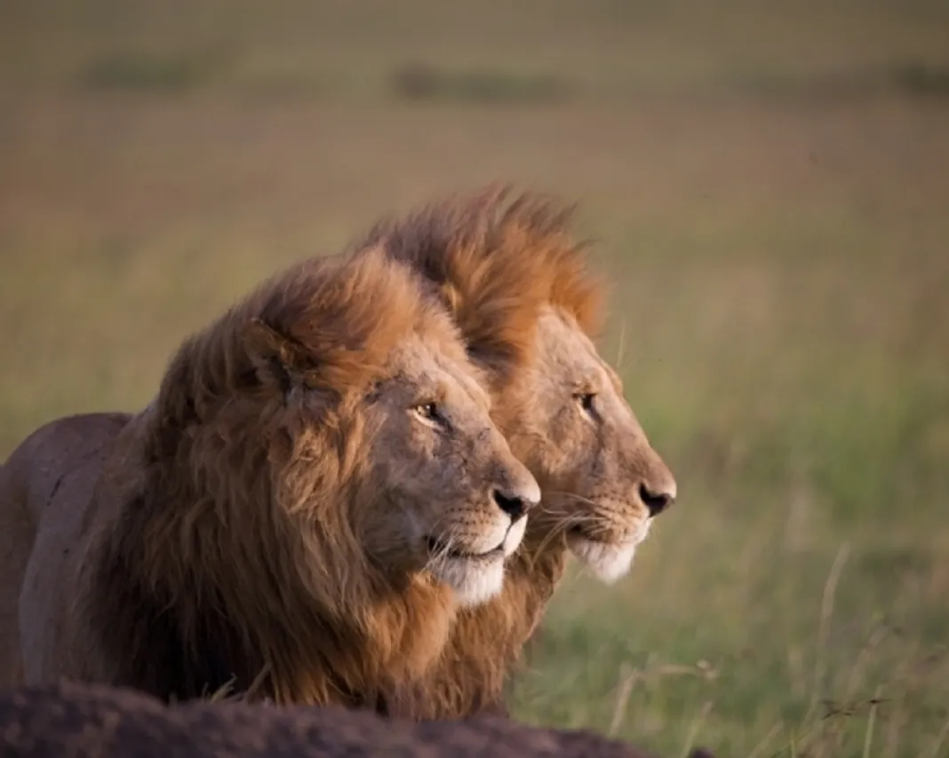 African Cats