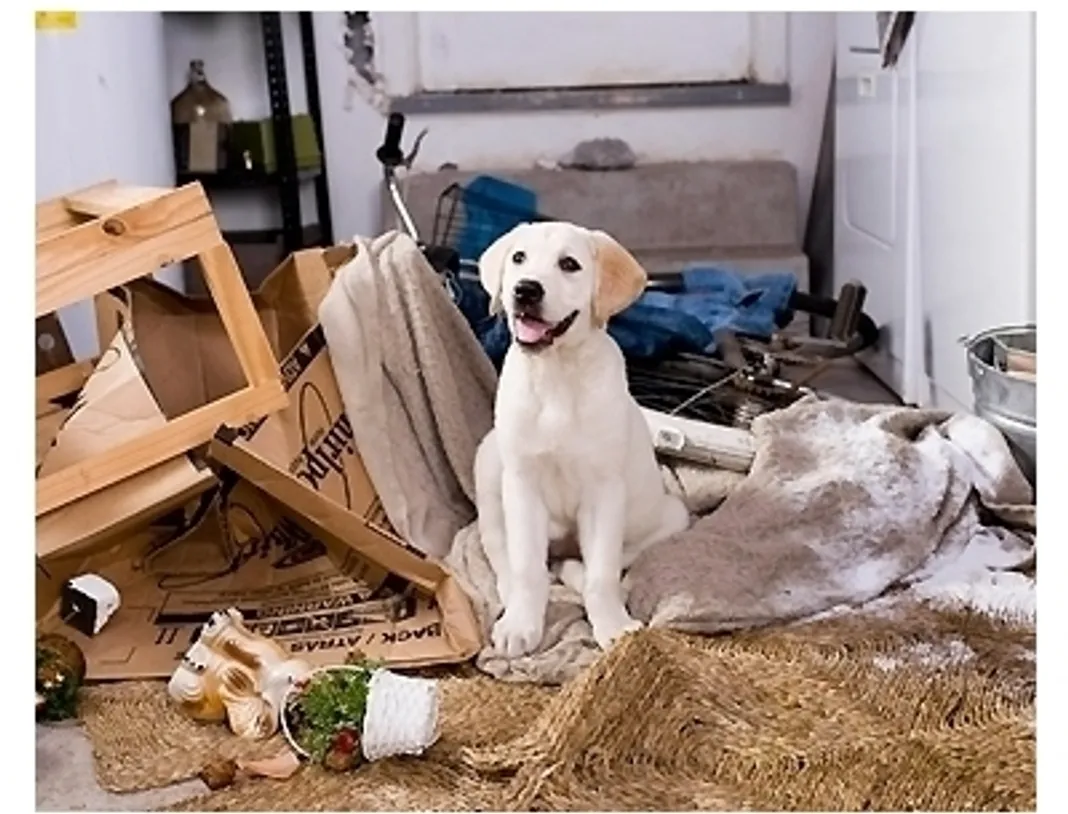 Marley & Me Movie Stills