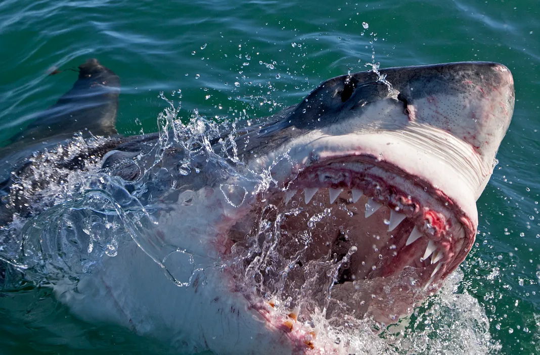 Shark Week