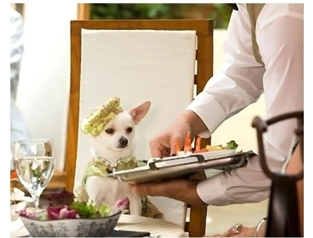 Walt Disney Pictures' Beverly Hills Chihuahua Movie Stills